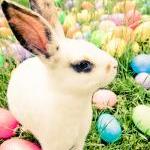 Easter Bunny - Fine Art Photograph On Gallery..