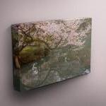 Cherry Blossoms - Fine Art Photograph On Gallery..