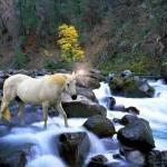 Unicorn Crossing River - Fine Art Photograph On..