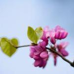 Pink Blossom - Fine Art Photograph On Gallery..