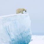 Polar Bear On Iceberg - Fine Art Photograph On..